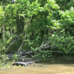 Swamp